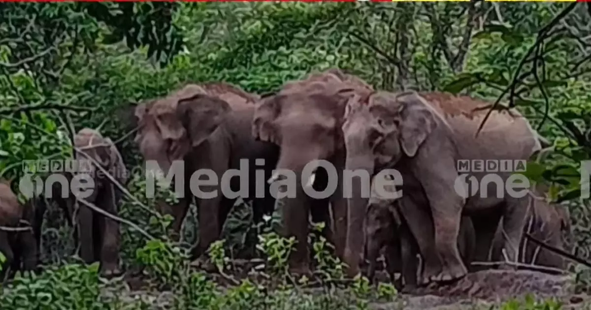chased off the elephants that came down in Ernakulam Kodanad - Kaprikadu