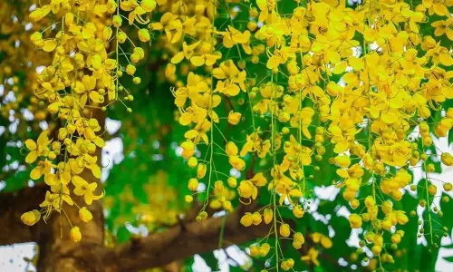 Expatriates in UAE are ready to celebrate Vishu