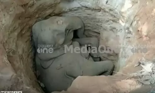 കോടനാട് താണിപ്പാറയില്‍ കിണറ്റില്‍ വീണ ആന ചരിഞ്ഞു