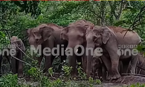 chased off the elephants that came down in Ernakulam Kodanad - Kaprikadu