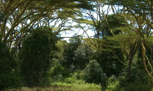 Four People Found Dead In Forest, Were Fasting To Meet Jesus