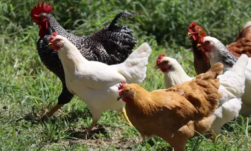 chinese man scares neighbours chickens to death