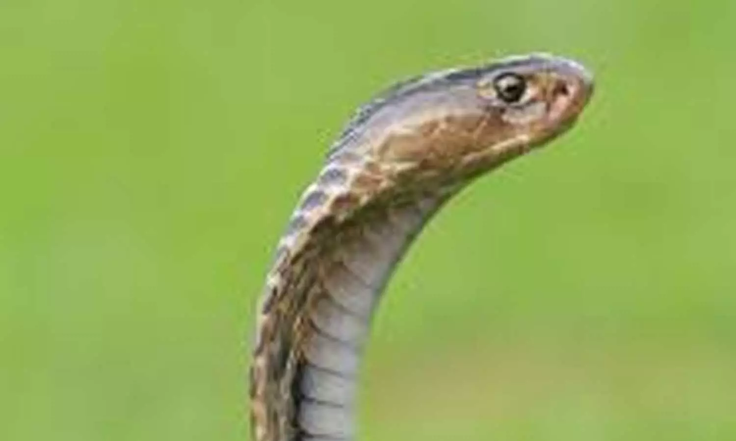 കോഴിമുട്ട എടുക്കുന്നതിനിടെ പാമ്പുകടിയേറ്റ് നാലര വയസുകാരി മരിച്ചു കോഴിമുട്ട എടുക്കുന്നതിനിടെ പാമ്പുകടിയേറ്റ് നാലര വയസുകാരി മരിച്ചു