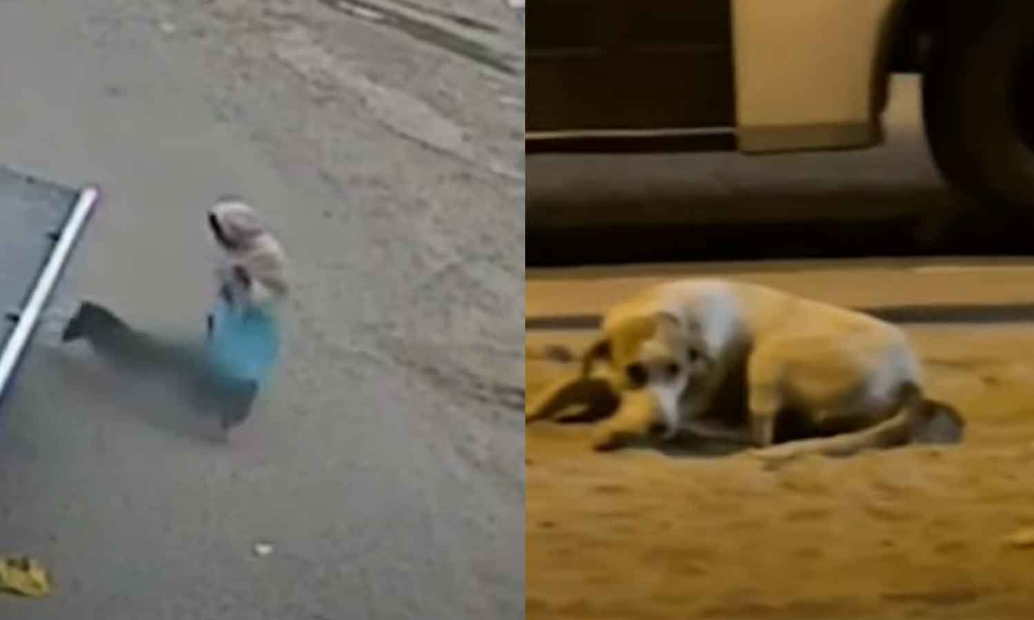 കുവൈത്തിലെ അബ്ബാസിയയില്‍ തെരുവ് നായ ശല്യം രൂക്ഷം In Abbasiya, Kuwait