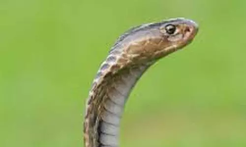 കോഴിമുട്ട എടുക്കുന്നതിനിടെ പാമ്പുകടിയേറ്റ് നാലര വയസുകാരി മരിച്ചു