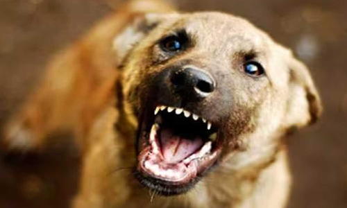 dog, kannur, street dog attack