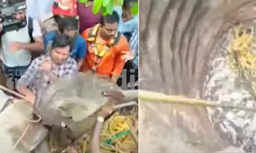 bear thiruvananthapuram bear thiruvananthapuram