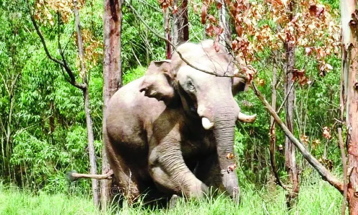 arikompan news ,expert committee inform High Court today about the place where Arikompan will be shifted,അരിക്കൊമ്പനെ മാറ്റുന്ന സ്ഥലം വിദഗ്ധസമിതി ഇന്ന് ഹൈക്കോടതിയെ അറിയിക്കും; എതിർപ്പില്ലെങ്കിൽ ദൗത്യം ഉടൻ,latest malayalam news arikompan news ,expert committee inform High Court today about the place where Arikompan will be shifted,അരിക്കൊമ്പനെ മാറ്റുന്ന സ്ഥലം വിദഗ്ധസമിതി ഇന്ന് ഹൈക്കോടതിയെ അറിയിക്കും; എതിർപ്പില്ലെങ്കിൽ ദൗത്യം ഉടൻ,latest malayalam news