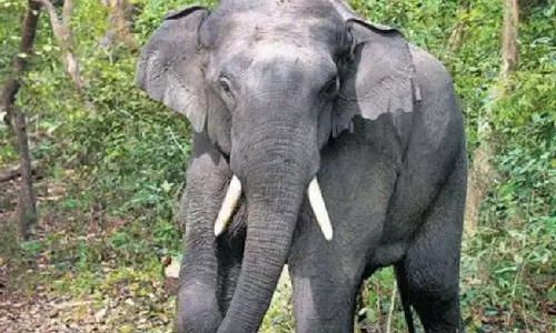 Wild Elephant Attacks, Three injured in wild elephant attack in Pathanamthitta