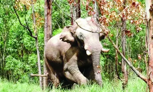 arikompan news ,expert committee inform  High Court today about the place where Arikompan will be shifted,അരിക്കൊമ്പനെ മാറ്റുന്ന സ്ഥലം വിദഗ്ധസമിതി ഇന്ന് ഹൈക്കോടതിയെ അറിയിക്കും; എതിർപ്പില്ലെങ്കിൽ ദൗത്യം ഉടൻ,latest malayalam news