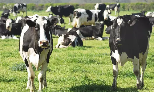 Tongues Removed, Mysterious Deaths Of Cows Along Rural High Way