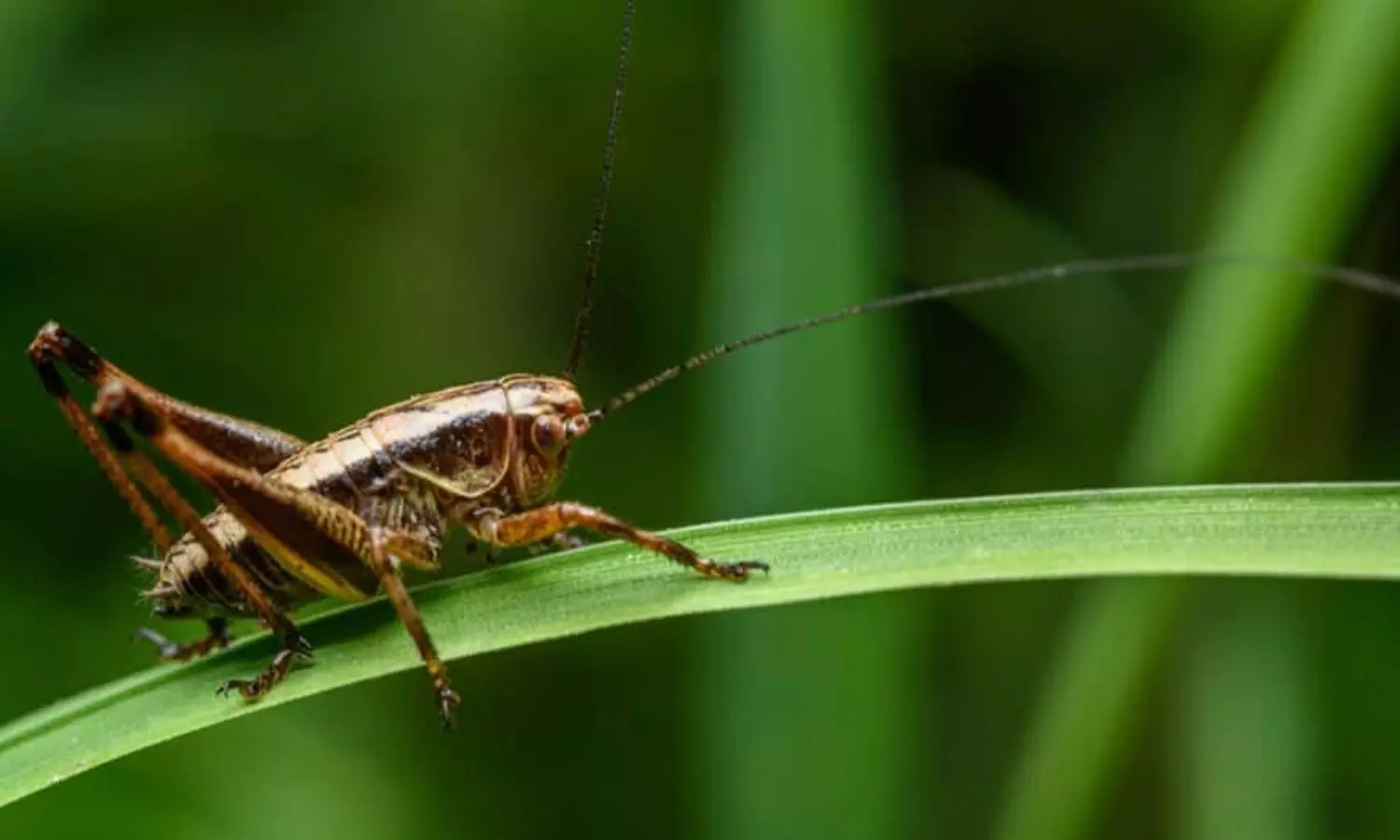 Cost cutting: Mother includes cricket in babys diet Cost cutting: Mother includes cricket in babys diet