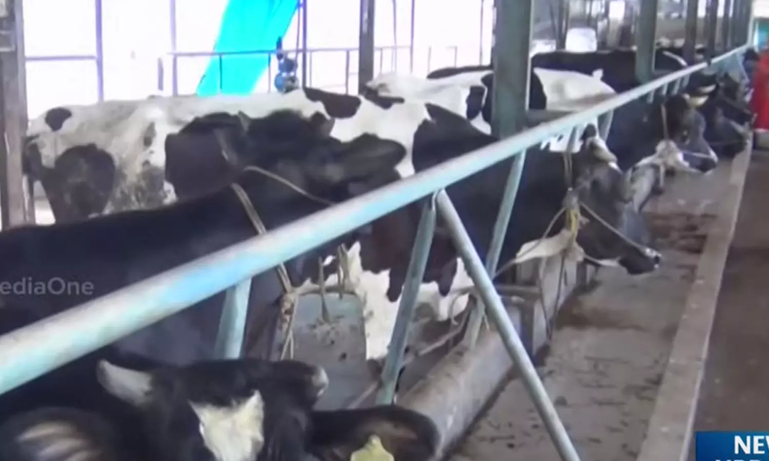 പ്രവാസ ജീവിതം തുടരുമ്പോഴും കർഷക മനസ് കാത്തു സൂക്ഷിച്ചവരുടെ ഒരു കൂട്ടായ്മ പ്രവാസ ജീവിതം തുടരുമ്പോഴും കർഷക മനസ് കാത്തു സൂക്ഷിച്ചവരുടെ ഒരു കൂട്ടായ്മ