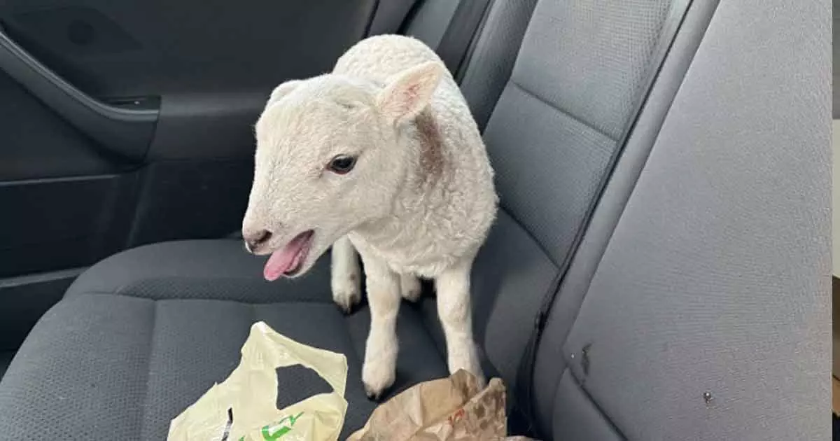 Cops Stop To Find A Car with drugs and Lamb Cops Stop To Find A Car with drugs and Lamb