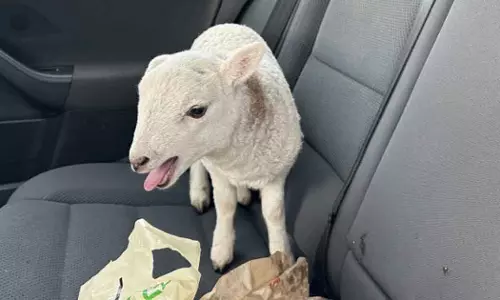 Cops Stop To Find A Car with drugs and Lamb