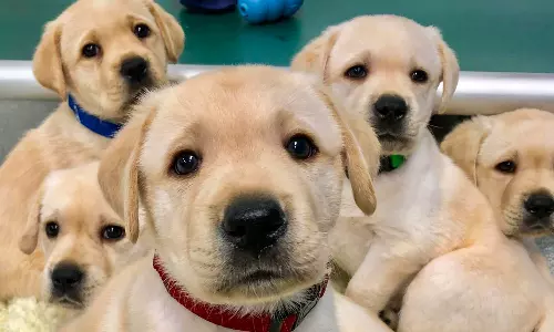 Indian-Origin Man Jailed For Smuggling Animals In Singapore