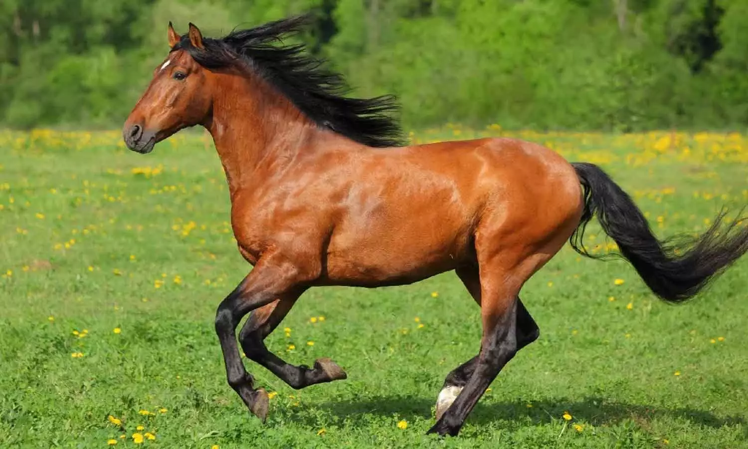 A young man died after falling from horse