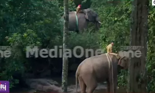 അരിക്കൊമ്പനെ പിടികൂടാനുള്ള ദൗത്യം ആരംഭിച്ചു; ഏഴുമണിയോടെ വെടിവെച്ചേക്കും അരിക്കൊമ്പനെ പിടികൂടാനുള്ള ദൗത്യം ആരംഭിച്ചു; ഏഴുമണിയോടെ വെടിവെച്ചേക്കും