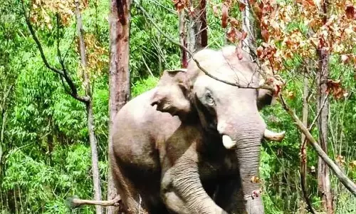 Arikomban, cement bridge, elephent, wild elephent