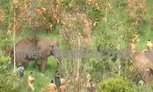 Arikomban, who was shot, did not faint completely; The elephant will be taken to the interior forest area,