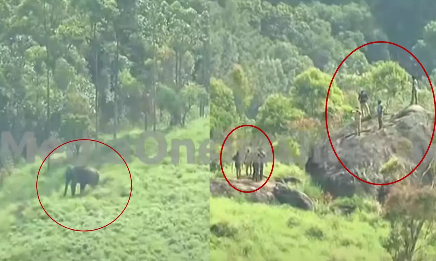 forest department, injuries, Arikompan,healthy, latest malayalam news