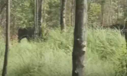 അരിക്കൊമ്പനെ പിടികൂടിയ സിമൻ്റ് പാലത്തിന് സമീപം തമ്പടിച്ച് ചക്കക്കൊമ്പനും കൂട്ടുകാരും അരിക്കൊമ്പനെ പിടികൂടിയ സിമൻ്റ് പാലത്തിന് സമീപം തമ്പടിച്ച് ചക്കക്കൊമ്പനും കൂട്ടുകാരും