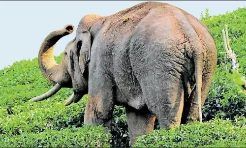 Mission Arikkomban, Arikkomban, Forest department, Idukki, അരിക്കൊമ്പന്‍, ഇടുക്കി, മിഷന്‍ അരിക്കൊമ്പന്‍