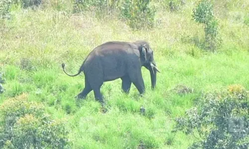 rikomban elephant,arikkomban news,arikomban wild elephant,arikkomban latest,arikomban story,