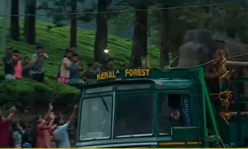 അരിപ്പായസം വിളമ്പി,മധുരം നല്‍കി; അരിക്കൊമ്പനെ പിടികൂടിയത് ആഘോഷമാക്കി ചിന്നക്കനാൽ നിവാസികൾ