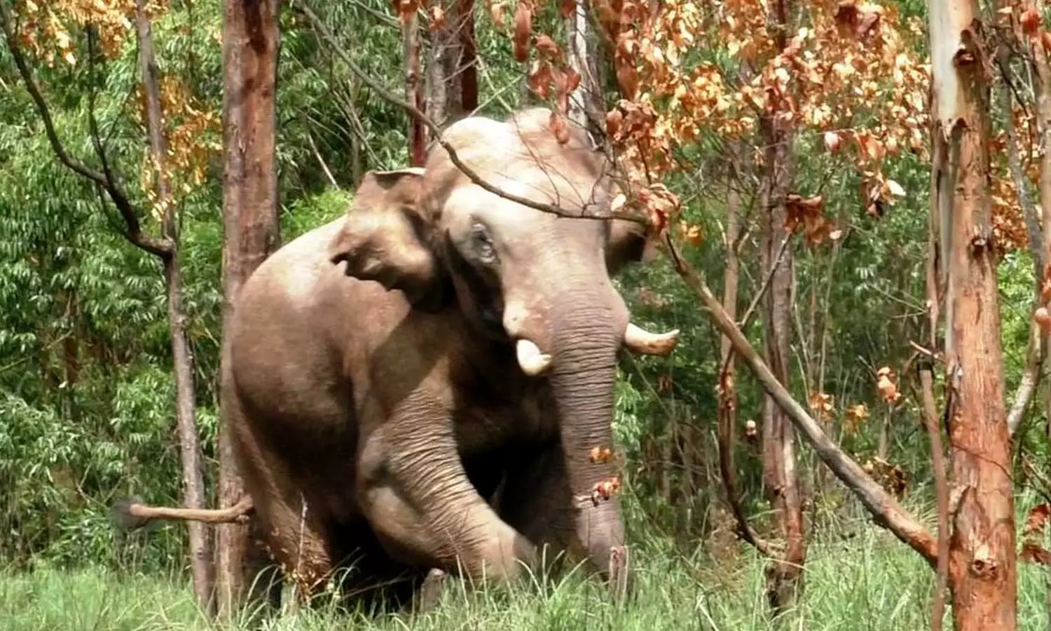 arikomban,monitor Arikompan properly; High Court to forest department,അരിക്കൊമ്പനെ കൃത്യമായി നിരീക്ഷിക്കണമെന്ന് ഹൈക്കോടതി,breaking news malayalam,ബ്രേക്കിങ് ന്യൂസ് മലയാളം arikomban,monitor Arikompan properly; High Court to forest department,അരിക്കൊമ്പനെ കൃത്യമായി നിരീക്ഷിക്കണമെന്ന് ഹൈക്കോടതി,breaking news malayalam,ബ്രേക്കിങ് ന്യൂസ് മലയാളം