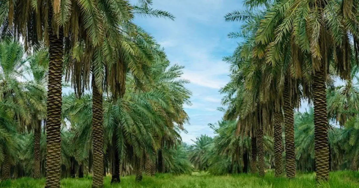 Greenery increased by 230% in Saudi Arabia Greenery increased by 230% in Saudi Arabia
