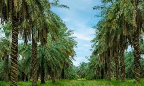 Greenery increased by 230% in Saudi Arabia