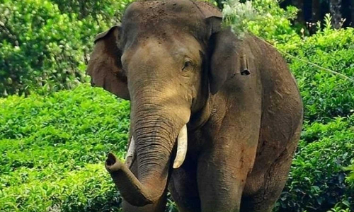 arikomban,ari komban latest news,ari komban news,Advanced arrangements to monitor arikomban,latest malayalam news,അരിക്കൊമ്പനെ നിരീക്ഷിക്കാൻ വിപുലമായ ക്രമീകരണങ്ങൾ; വനത്തിനുള്ളിൽ പ്രത്യേക അന്വേഷണ സംഘം arikomban,ari komban latest news,ari komban news,Advanced arrangements to monitor arikomban,latest malayalam news,അരിക്കൊമ്പനെ നിരീക്ഷിക്കാൻ വിപുലമായ ക്രമീകരണങ്ങൾ; വനത്തിനുള്ളിൽ പ്രത്യേക അന്വേഷണ സംഘം