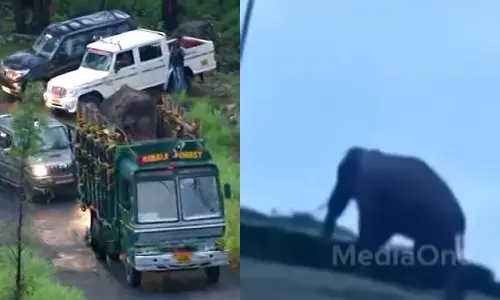 Arikomban in Kerala Arikomban in Kerala