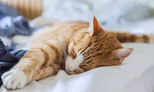 Bed With Pets, Pets Sleep In Your Bed,Sharing Your Bed With Pets Can Be Fatal; Can Cause Meningitis,വളർത്തുമൃഗങ്ങൾക്കൊപ്പം ഉറങ്ങുന്നവർ സൂക്ഷിക്കുക; മെനിഞ്ചൈറ്റിസ്, അണുബാധ എന്നിവക്ക് കാരണമായേക്കും...