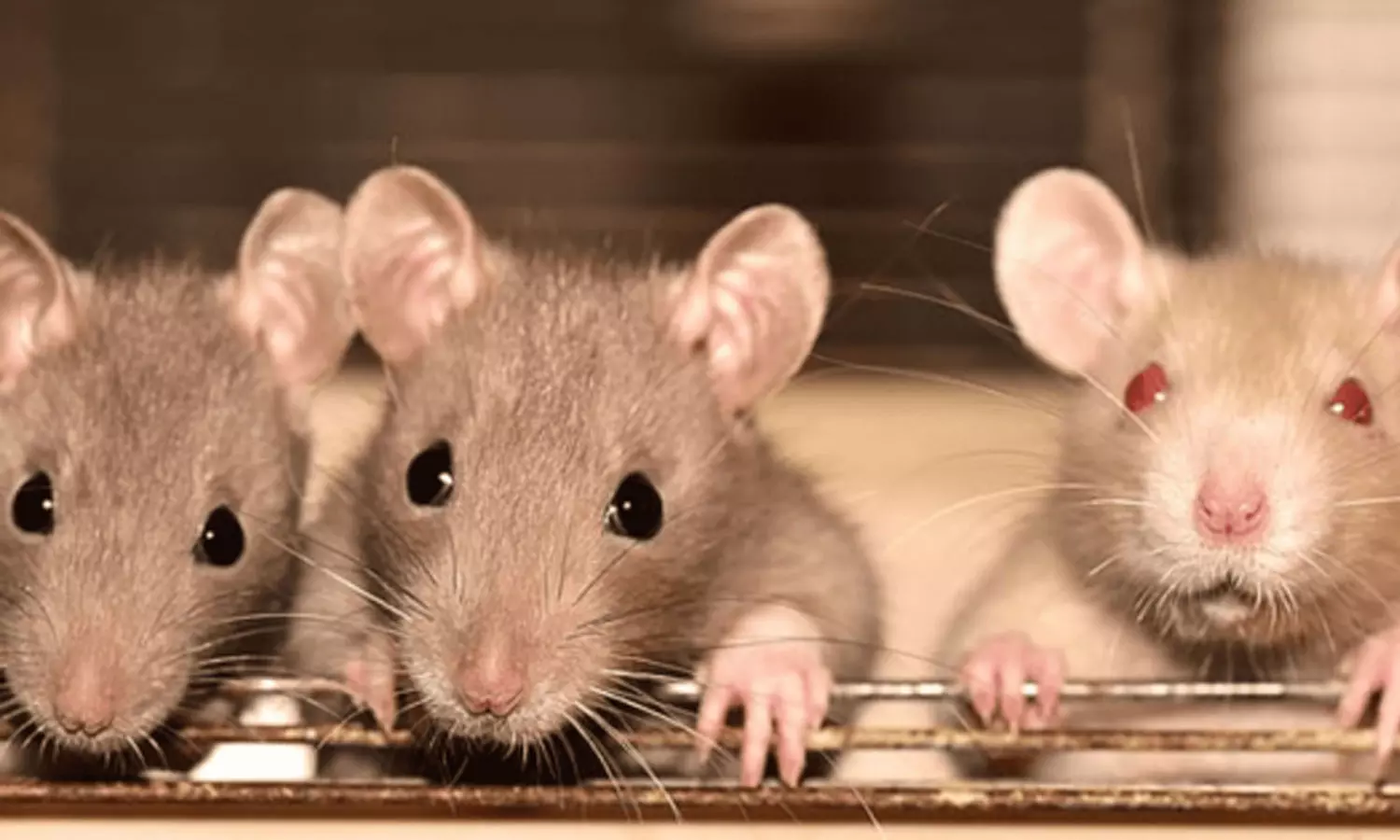 A woman was bitten by a rat while watching a movie; Court orders theater owners to pay compensation