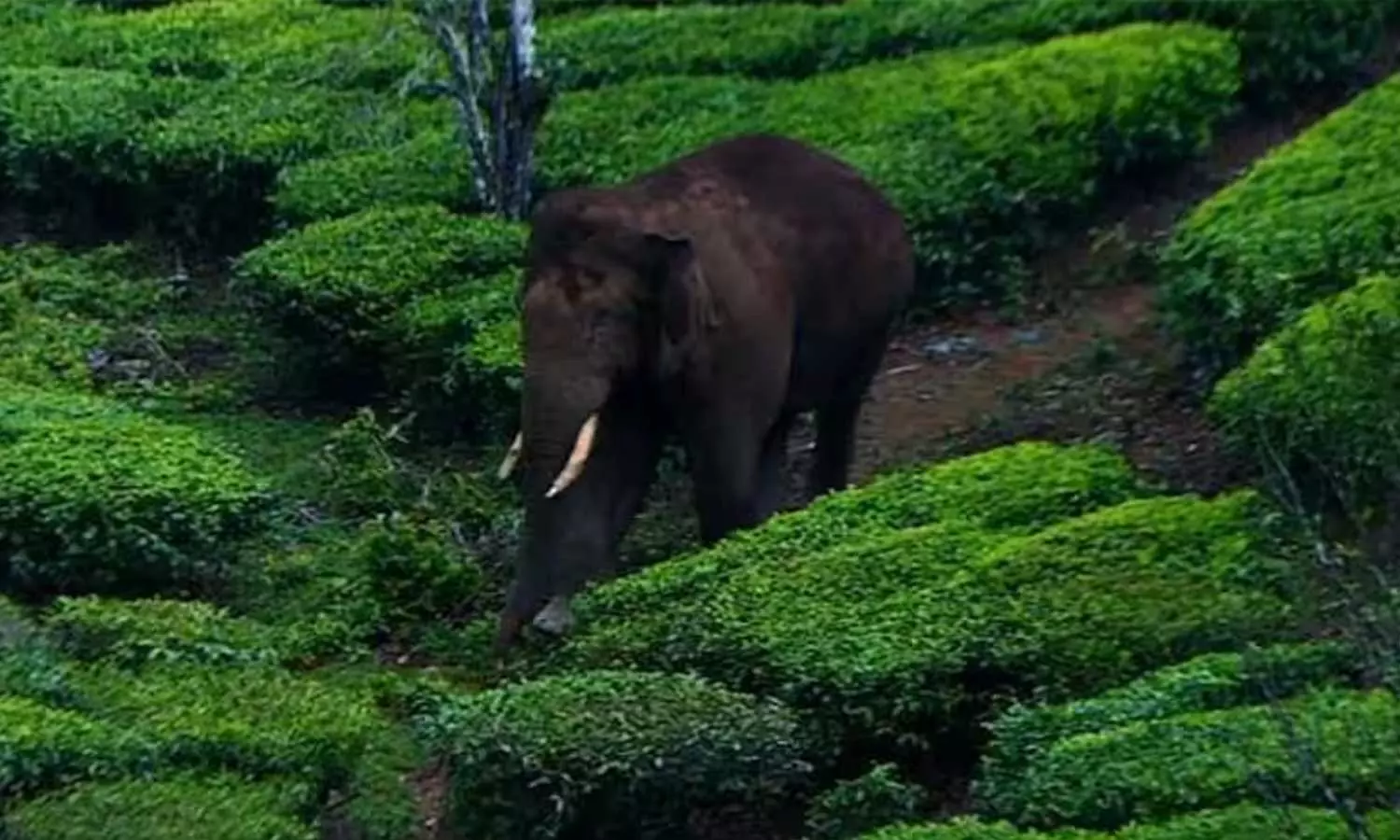 arikomban Tamil Nadu; Restrictions on tourists in Meghamala,breaking news malayalam,ബ്രേക്കിങ് ന്യൂസ് മലയാളം, തമിഴ്നാട്ടിൽ തമ്പടിച്ച് അരിക്കൊമ്പൻ; മേഘമലയിൽ വിനോദ സഞ്ചാരികൾക്ക് നിയന്ത്രണം arikomban Tamil Nadu; Restrictions on tourists in Meghamala,breaking news malayalam,ബ്രേക്കിങ് ന്യൂസ് മലയാളം, തമിഴ്നാട്ടിൽ തമ്പടിച്ച് അരിക്കൊമ്പൻ; മേഘമലയിൽ വിനോദ സഞ്ചാരികൾക്ക് നിയന്ത്രണം