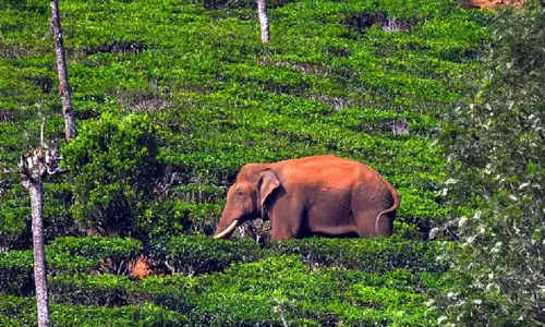 Arikomban, Tamil Nadu Forest Department, അരിക്കൊമ്പന്‍, തമിഴ്നാട്, തമിഴ്നാട് വനംവകുപ്പ്
