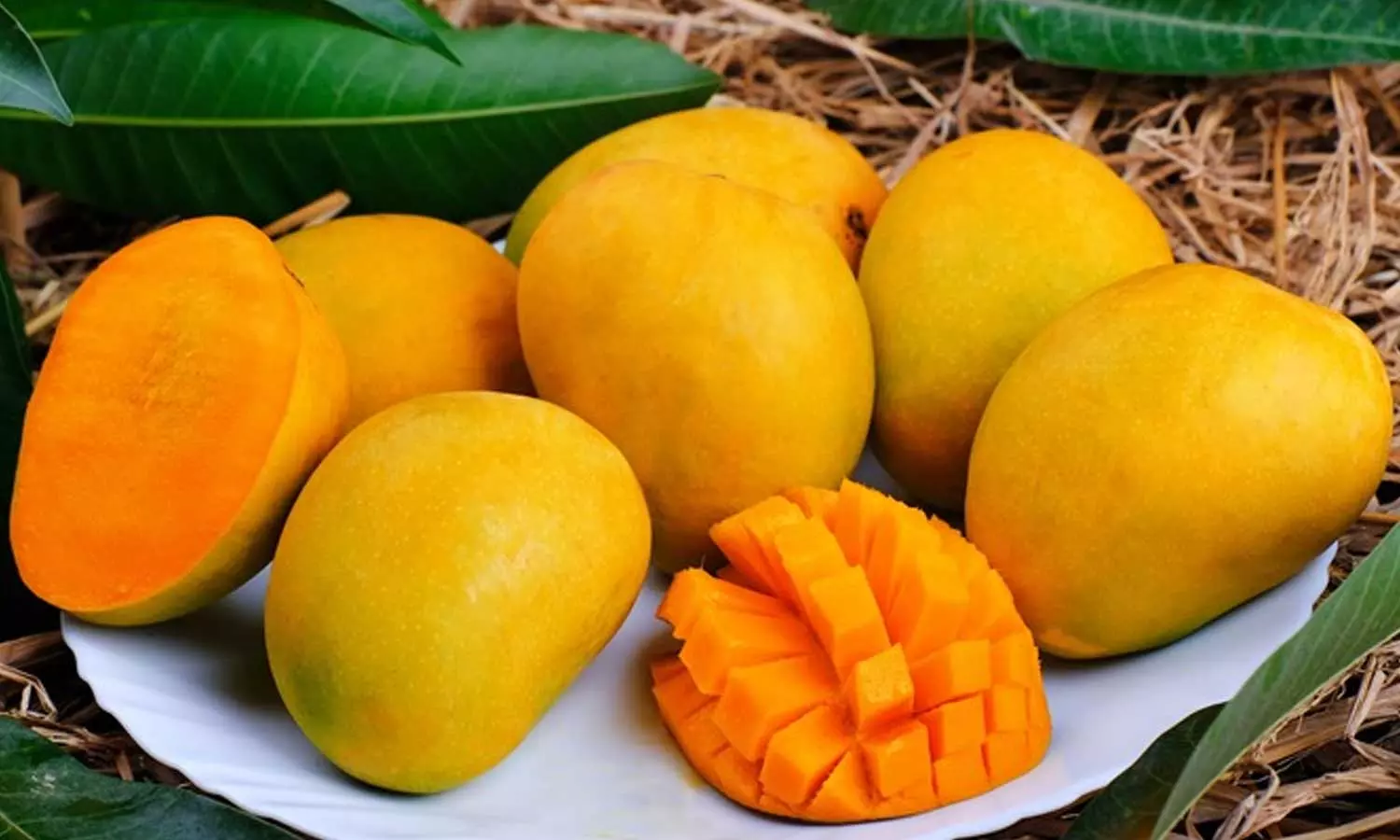 Can you eat mangoes if you have diabetes,Diabetologist,Can you eat mangoes if you have diabetes,പ്രമേഹരോഗികൾക്ക് മാമ്പഴം കഴിക്കാമോ? Can you eat mangoes if you have diabetes,Diabetologist,Can you eat mangoes if you have diabetes,പ്രമേഹരോഗികൾക്ക് മാമ്പഴം കഴിക്കാമോ?