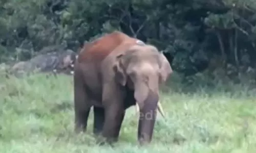 arikkomban arikkomban