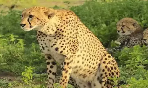 ഉദയ്ക്കും സാഷക്കും പിന്നാലെ ദക്ഷയും; കുനോ പാർക്കിൽ ഒരു പെൺചീറ്റ കൂടി ചത്തു