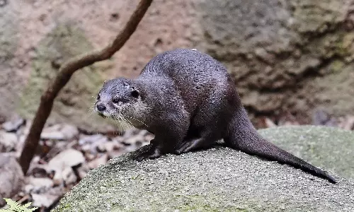 Otters attack in Chaliyar, Otters attacks kerala, latest malayalam news