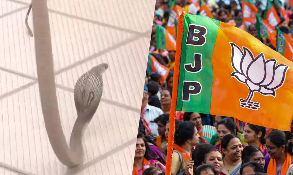 Karnataka, BJP, Shiggaon, King Cobra, കര്‍ണാടക, പാമ്പ്, രാജവെമ്പാല, ബിജെപി, കിങ് കോബ്ര