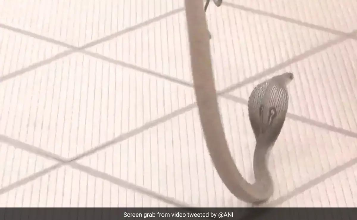 Snake Enters BJP Office