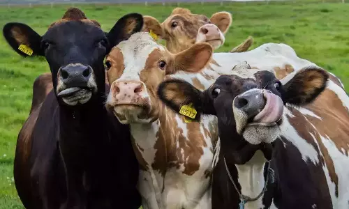 ഒളിച്ചിരുന്ന പ്രതിയെ പിടികൂടാന്‍ സഹായിച്ചത് പശുക്കൾ! വൈറൽ പോസ്റ്റുമായി പൊലീസ്