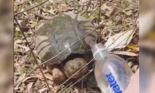 viral video,Turtle Attacks Woman As She Gives Him Water,ദാഹിച്ചു വലഞ്ഞ ആമക്ക് വെള്ളം നൽകി; അടുത്ത നിമിഷം സംഭവിച്ചത് മറ്റൊന്ന്- വൈറലായി വീഡിയോ