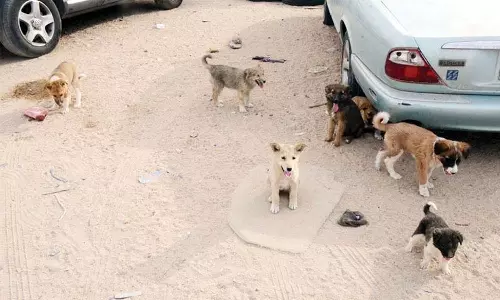 Kuwait authorities ready to take action on stray dogs