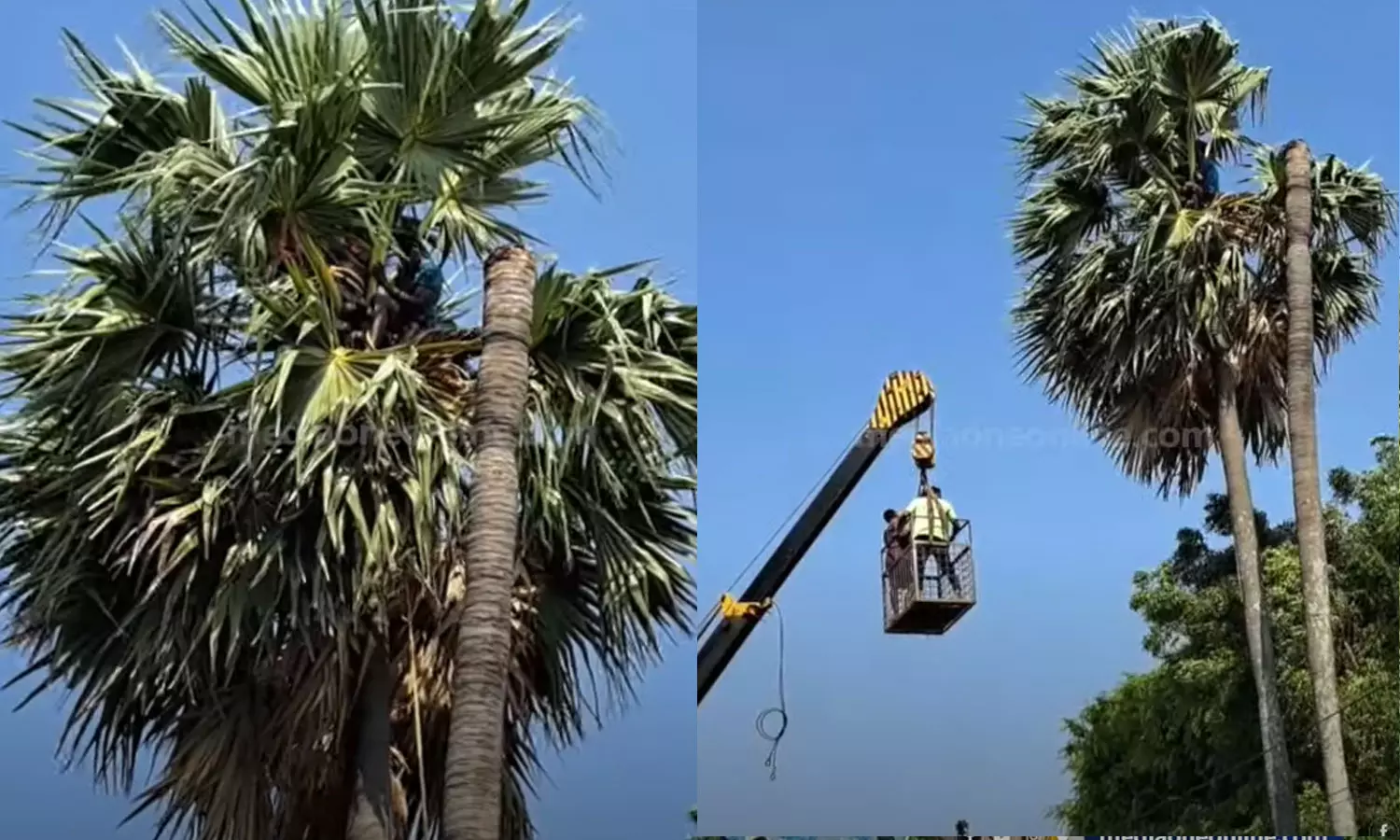 Pollachi, rescued Pollachi, rescued