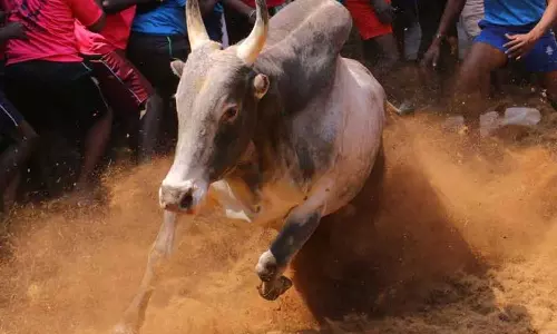 Supreme Court upholds validity of Jallikattuattu
