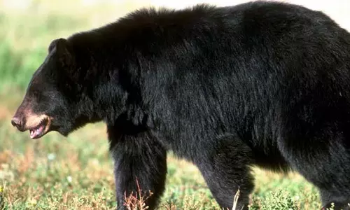 Bear attack in Nilambur